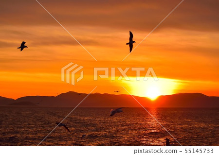 Sunset and seagull pictures Sunset and seagull pictures 55145733