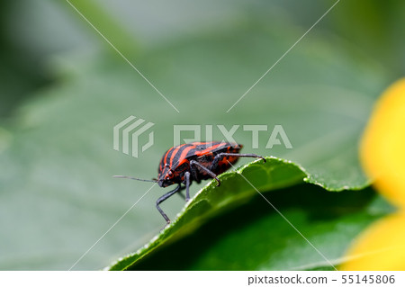 Akushushi Bamboo Akushushi Bamboo 55145806