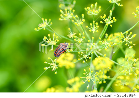 Akushushi Bamboo 55145984