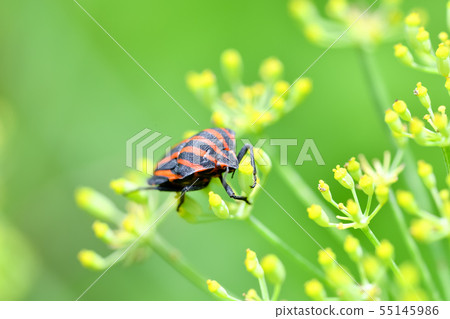 Akushushi Bamboo 55145986