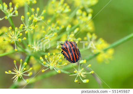 Akushushi Bamboo 55145987