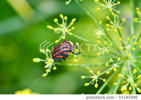 Akushushi Bamboo 55145990