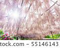 紫藤花 55146143