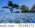 粉蝶花 55146172