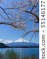 富士山櫻花 55146177