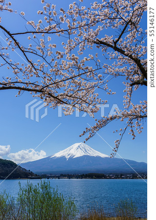 富士山櫻花 富士山櫻花 55146177
