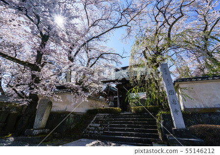 Cherry blossoms  55146212