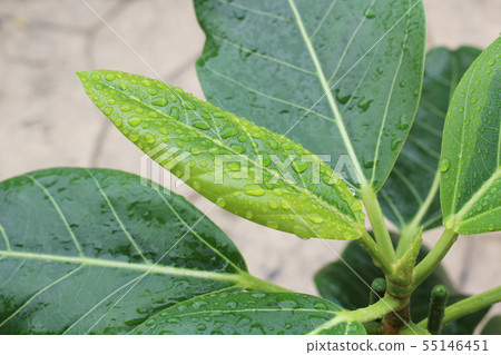 Young leaves of Ficus artesima with water drops 55146451