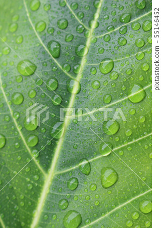 榕屬artesima年輕葉子用水滴下 榕屬artesima年輕葉子用水滴下 55146452