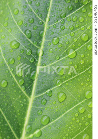 榕屬artesima年輕葉子用水滴下 55146455