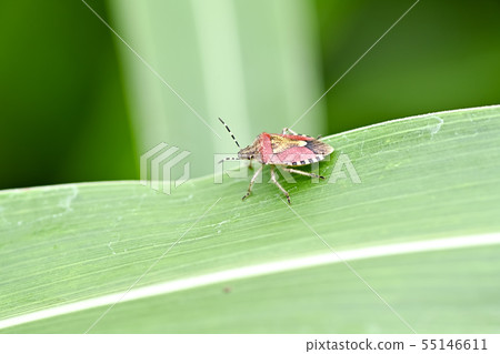 B. vulgaris 55146611