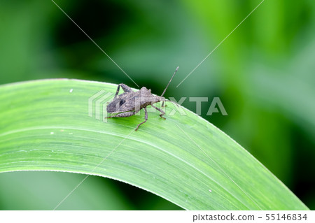 Hojoki bug 55146834
