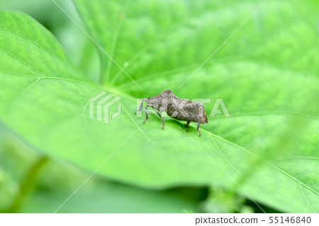 Hojoki bug 55146840