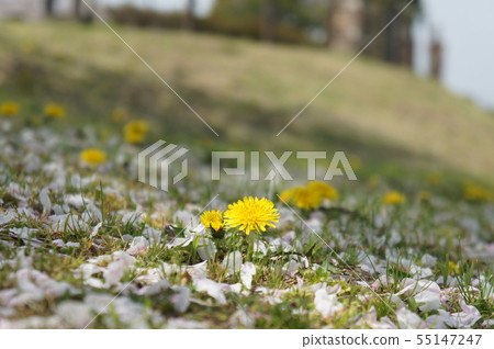 蒲公英和櫻花花瓣 55147247