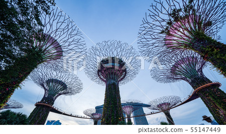 Gardens by the Bay Supertree Grove Evening 55147449