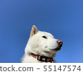 Shiba Inu 55147574
