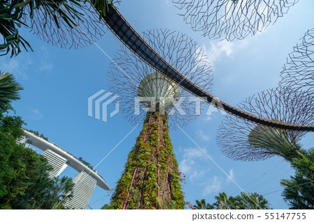 新加坡濱海灣公園Supertree Grove 新加坡濱海灣公園Supertree Grove 55147755