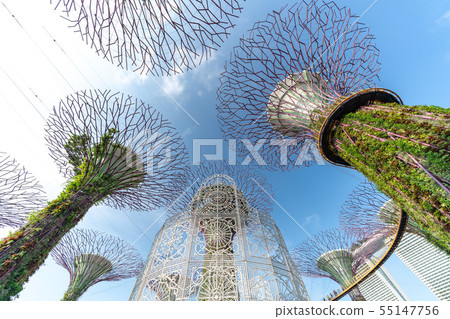 Singapore Gardens by the Bay Supertree Grove 55147756