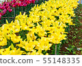 Lily of flowers 55148335