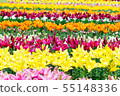 Lily of flowers 55148336