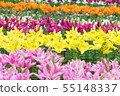 Lily of flowers 55148337