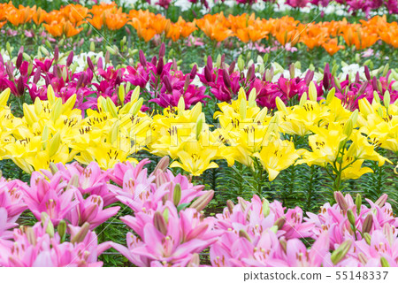 Lily of flowers 55148337