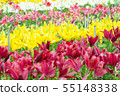 Lily of flowers 55148338