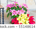 Flower poinsettia 55148614