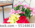 Flower poinsettia 55148615