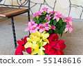 Flower poinsettia 55148616
