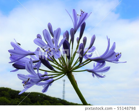百子花 百子花 55148798
