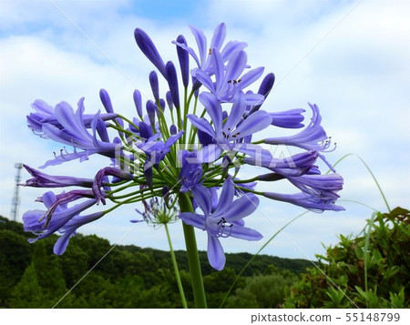 百子花 百子花 55148799