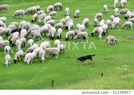 Sheepdog chasing sheep in the meadow 55149957