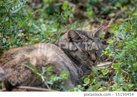 Kijima tiger sleeping in the grass Kijima tiger sleeping in the grass 55150454