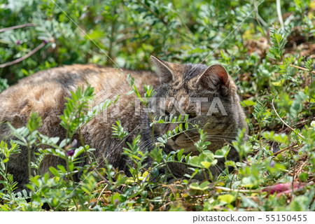 Kijima tiger sleeping in the grass Kijima tiger sleeping in the grass 55150455
