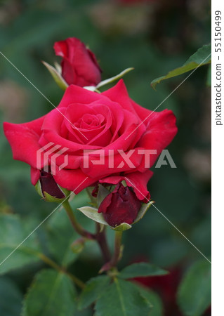 Rose (Helmut Kohl Rose) Sakiki Chikuma River Rose Park 55150499