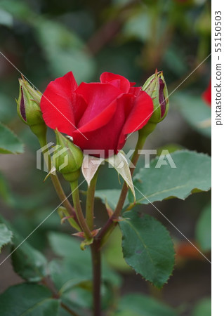 Rose (Helmut Kohl Rose) Sakiki Chikuma River Rose Park Rose (Helmut Kohl Rose) Sakiki Chikuma River Rose Park 55150503