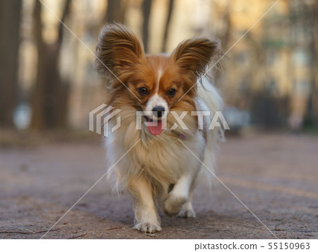 A Papillon Purebred Dog runnig in the City Park. 55150963
