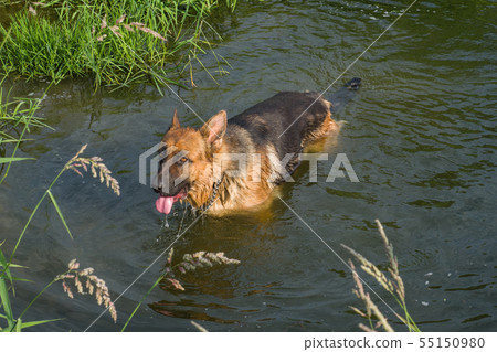 German shepherd swimming in the river drinking  55150980