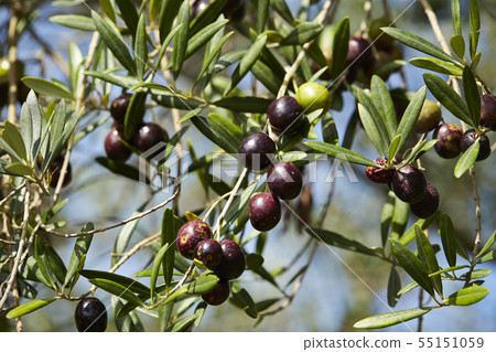 Many olive fruits that have become olive trees Many olive fruits that have become olive trees 55151059