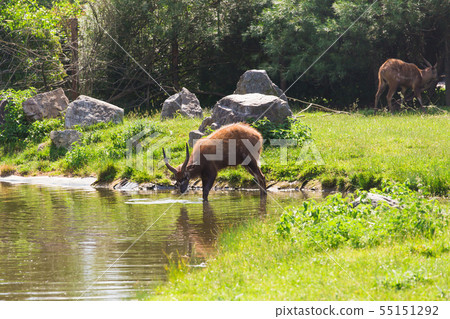 A young male deer buck drinks from a lake. 55151292