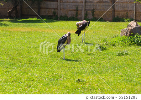 African birds. Stork Marabou in the summertime African birds. Stork Marabou in the summertime 55151295