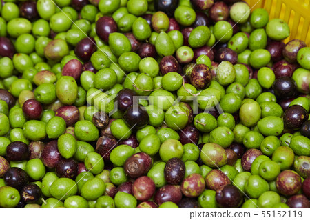 許多橄欖果實收穫 55152119