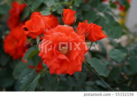 Chin Chin Saki Chikumagawa Rose Park 55152156