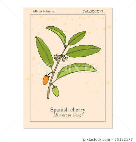 Spanish cherry Mimusops elengi , or medlar, bullet wood, Bakula, medicinal plant 55152177