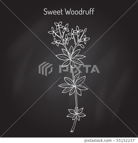 Sweet woodruff Galium odoratum , medicinal plant 55152237