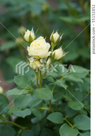 Akebono(奶油伊甸園)Sakikachi Chikagawa River Rose Park Akebono(奶油伊甸園)Sakikachi Chikagawa River Rose Park 55152852