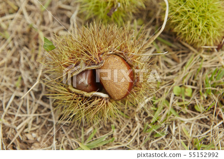 Chestnut picking autumn image Chestnut picking autumn image 55152992