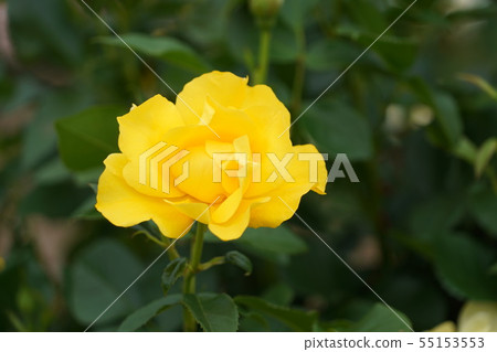 Rose (yellow simplicity) Sakikachi Chikumagawa rose park Rose (yellow simplicity) Sakikachi Chikumagawa rose park 55153553