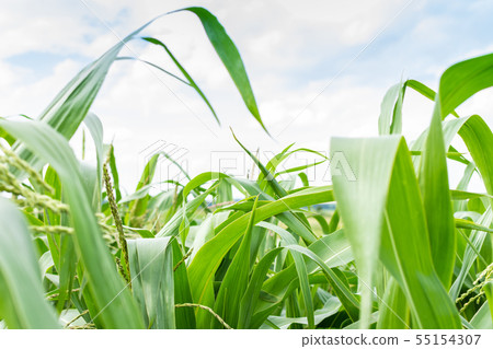 Green leaves of corn 55154307